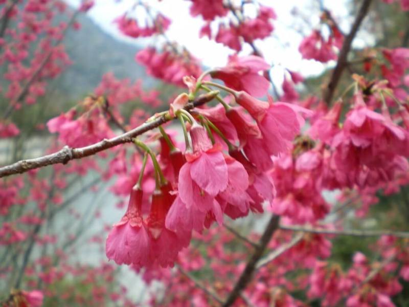 農業部林業及自然保育署南投分署指出，中部種植山櫻花建議在海拔500公尺以上環境，避免生長不佳。（南投分署提供）