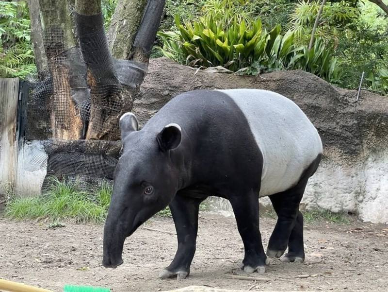 Malaysian tapir Hideo. Photo courtesy of Zoorasia Zoo via Taipei Zoo