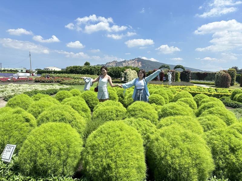 台中市后里區中社觀光花市打造波波草觀賞區，今年引進2400株種植，首波400株先上陣，在園區中分3區展示，目前為最佳觀賞期，吸引遊客造訪。