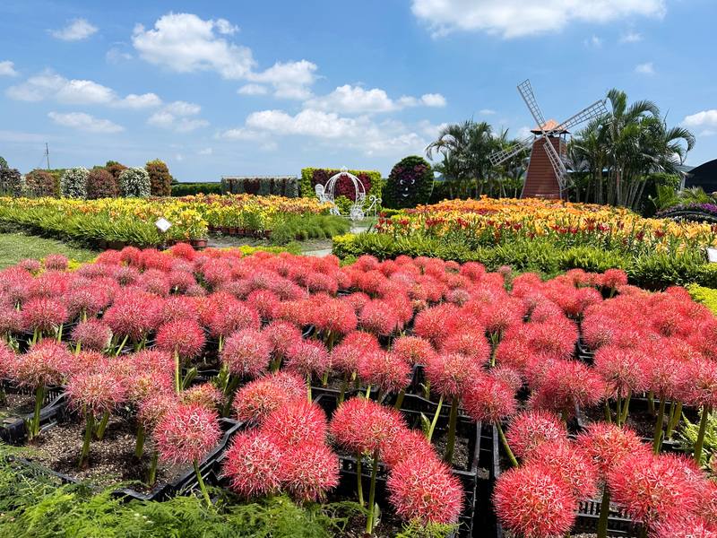台中市后里區中社觀光花市火球花盛開，觀賞期可持續至7月中旬，在藍天、白雲陪襯下，景色優美。