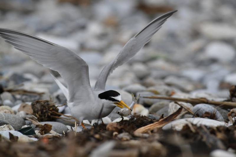 花蓮立霧溪每年4到8月是二級保育類夏候鳥小燕鷗的繁殖棲地，林業及自然保育署花蓮分署呼籲民眾，不要將車輛開進河口沙洲，以免輾壓到鳥蛋及幼鳥，也勿撿拾鳥蛋，守護完整河口生態環境。（林業及自然保育署花蓮分署提供）