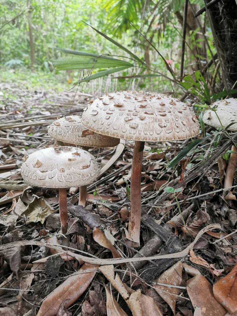 綠褶菇(Chlorophyllum molybdites) 最常出現在民眾誤食中毒名單的，會成群出現在公園綠地上，菌傘上密布的塊狀鱗片與菌柄上明顯的菌環是其辨識特徵