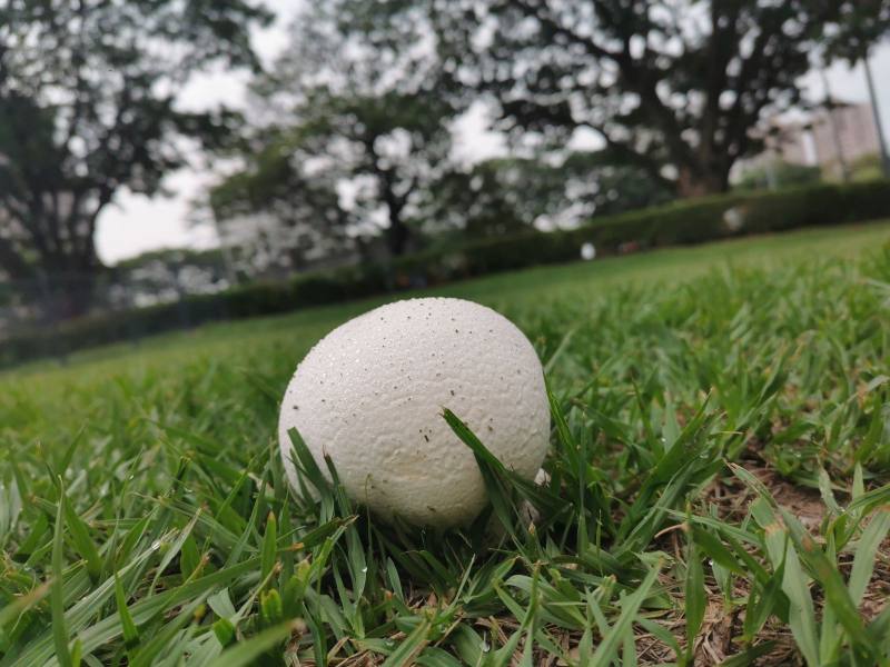 公園草皮上常出現圓球狀白色的真菌(直徑5-15公分)，遠看有如被遺落的壘球，菇體成熟後轉變成紫黑色，名叫紫色禿馬勃(Calvatia lilacina)