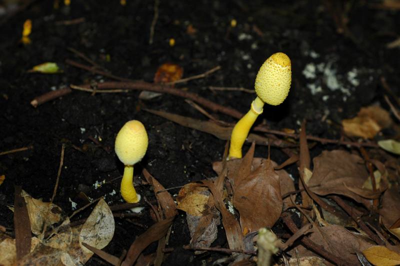 純黃白鬼傘(Leucocoprinus birnbaumii)常成群出現在土壤肥沃的草地或盆栽中，鮮黃色菌傘上密生的毛鱗與基部膨大的菌柄是其辨識特徵，亮麗的外表卻是一種有毒菇菌