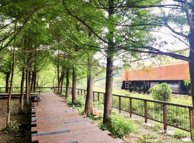 位於台鐵牡丹車站往雙溪車站沿線的落羽松秘境，是台鐵宜蘭線改道後，舊線遺留的腹地空間，除種植大量落羽松，遊客也可在此追拍火車，預計於9月底開放。（新北觀旅局提供）