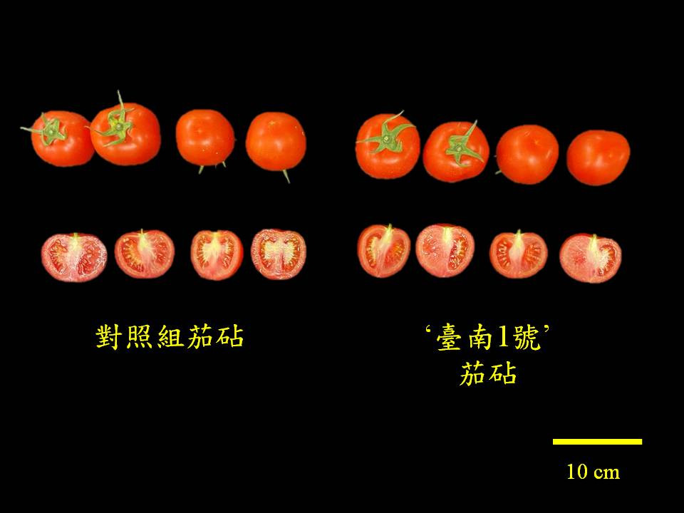 茄砧新品種‘臺南1號’亮相 提升番茄抗病能力與產量,共創產業新高|農業 | 僑務電子報