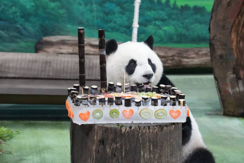 台北市立動物園6日為大貓熊「圓仔」準備生日蛋糕歡慶11歲生日，「圓仔」推倒蛋糕的瞬間讓現場粉絲直呼可愛，也齊聲祝牠生日快樂。（台北市立動物園提供）