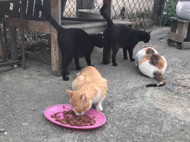 圖為2019年馬凱杰在林園區餵養的浪貓。中央社記者王淑芬攝 108年6月10日