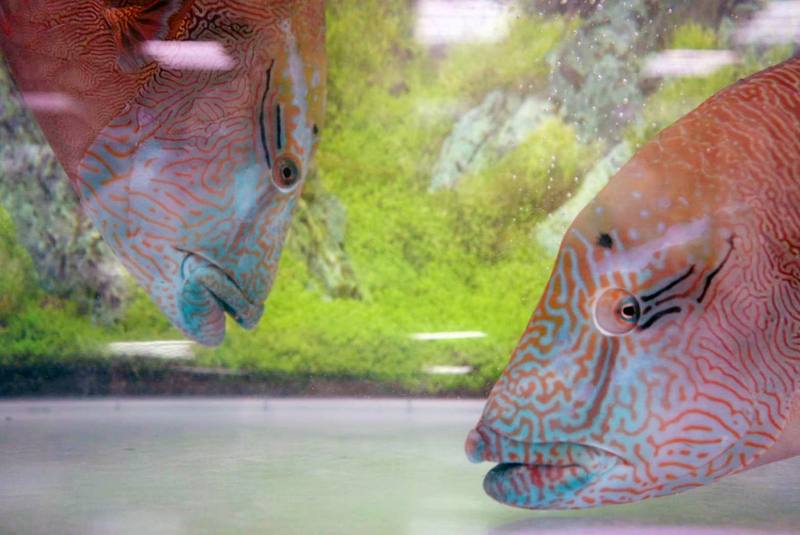 蘇眉魚學名曲紋唇魚，又稱龍王鯛、拿破崙魚，國際自然保育聯盟（IUCN）在2004年將其列為瀕危物種，屏東龍佃海洋生物科技公司在蘇眉魚復育研究方面前後花了15年時間，直到近2、3年有所突破，2023年底成功在人工養殖場孵化近3000條魚苗。