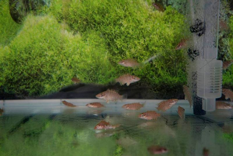 屏東水產養殖業者與屏東科技大學等單位共同研究瀕危物種蘇眉魚復育與繁殖，2023年底成功在人工養殖場孵化近3000條魚苗（圖），業者戴奎浚12日表示，目前不會以販售為目標，希望每年能穩定產出1至2萬條魚苗，為放流作好準備，未來可帶動海底觀光。