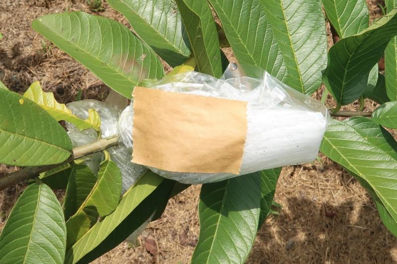 農友以牛皮貼紙或廢棄的果實套袋防曬