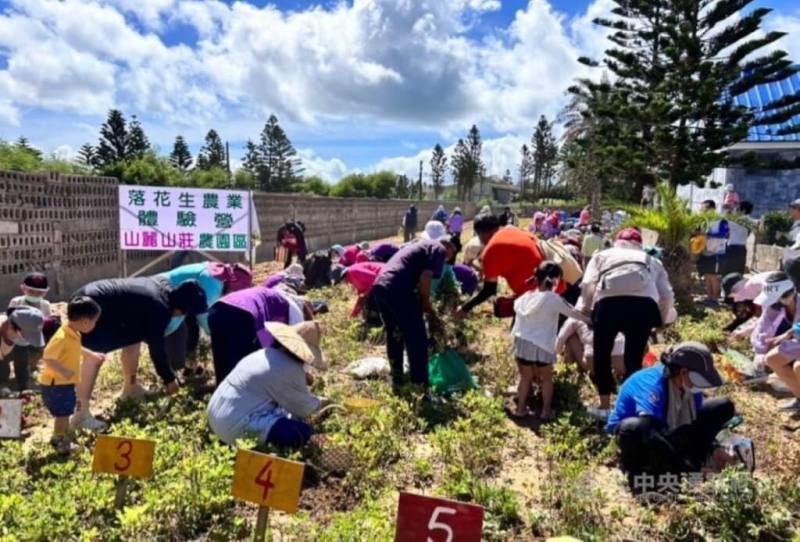 澎湖縣農會辦理「落花生農業體驗營」活動，14日在西嶼鄉山麗山莊登場，民眾體驗「一日農夫」下田採花生