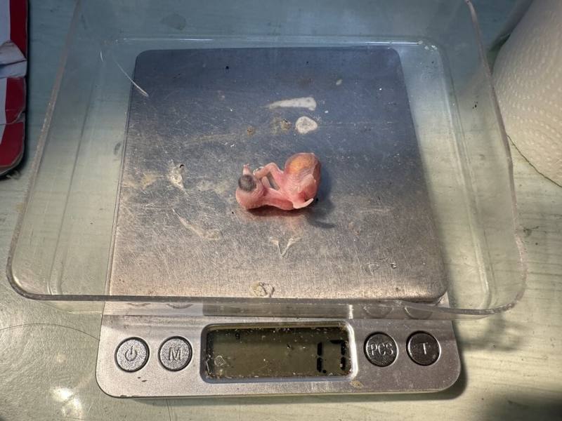 桃園市野鳥學會接獲民眾送來33隻落難小雨燕雛鳥，獸醫師表示，會提供治療、照養至順利野放，但存活率恐怕不高。（桃園市野鳥學會提供）