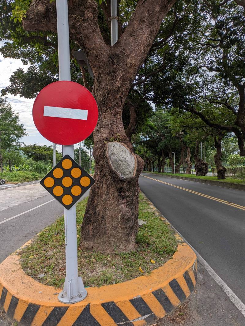 樹木主幹上低位的大型側枝切口:公路行道樹常遇到突發的需求，如新闢橫向道路造成分隔島必須打開讓車輛通行，使樹木低處大型枝條被迫切除以免遮蔽視線造成用路人受傷，連帶造成樹木最核心的主幹上有難以癒合的大型傷口，未來對於樹木本身與管理單位都是長期的隱憂。