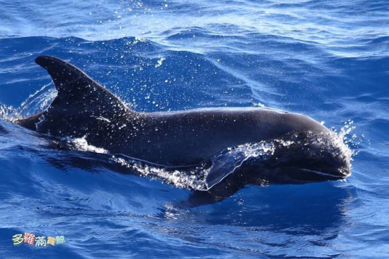 花蓮縣福爾摩沙協會17日下午在花蓮外海進行鯨豚調查，發現罕見的瓜頭鯨群，每隻鯨身約2.5公尺，數量近100隻。（賞鯨業者多羅滿提供）