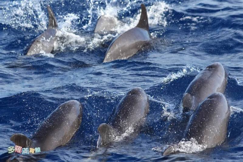 花蓮縣福爾摩沙協會17日下午在花蓮外海進行鯨豚調查，發現罕見的瓜頭鯨群，數量近百隻。（賞鯨業者多羅滿提供）