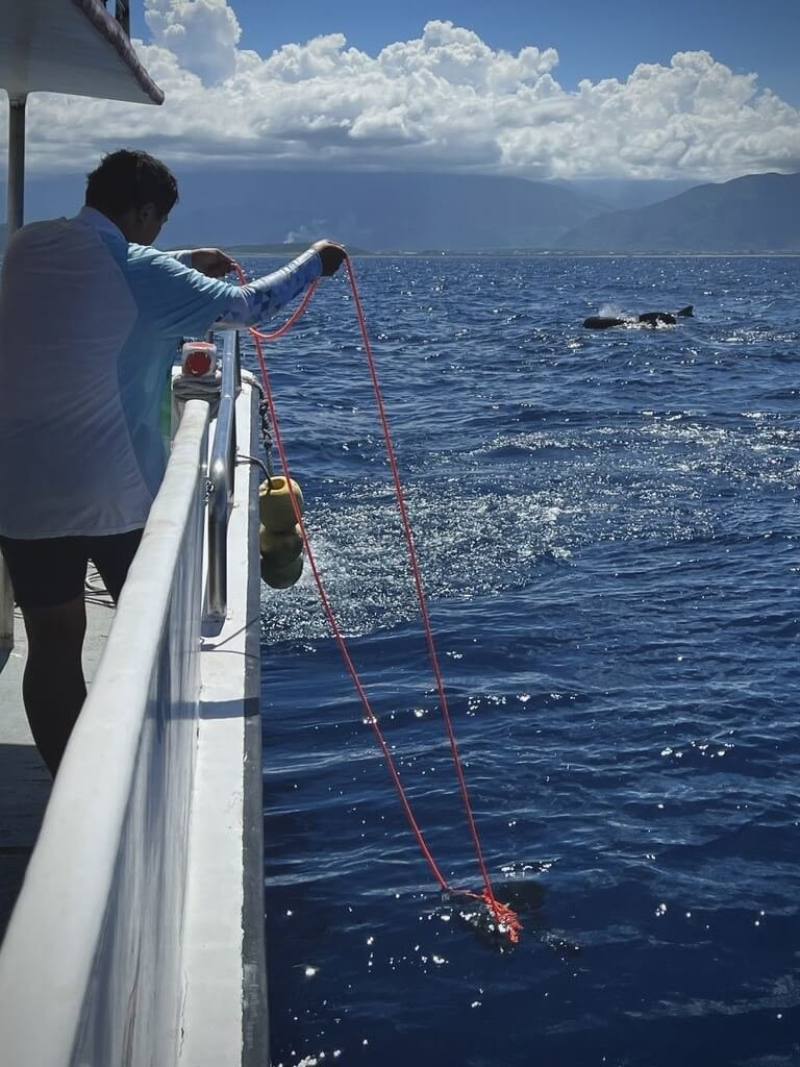 花蓮縣福爾摩沙協會17日下午在花蓮外海進行鯨豚調查，發現罕見的瓜頭鯨群，數量近百隻，成功記錄到瓜頭鯨聲音及影像。（賞鯨業者多羅滿提供）