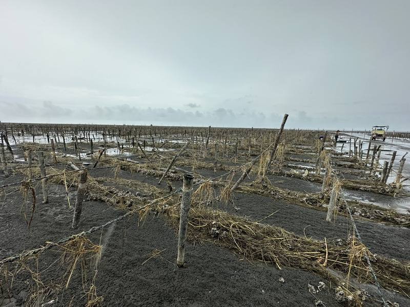颱風凱米重創彰化縣芳苑鄉蚵田，多數棚架遭沖毀，牡蠣大量死亡。