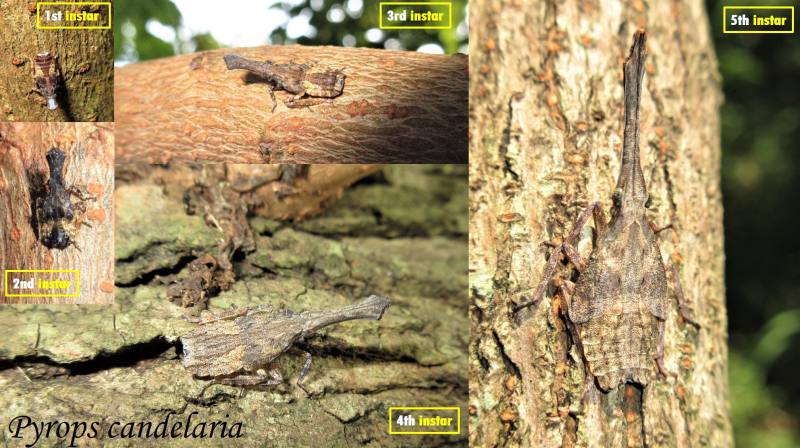 龍眼雞1至5齡背照