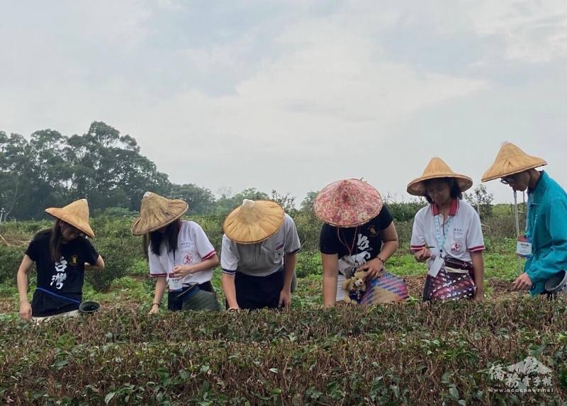 愛普森女中同學們於4月訪臺時體驗苗栗日新茶園採茶樂