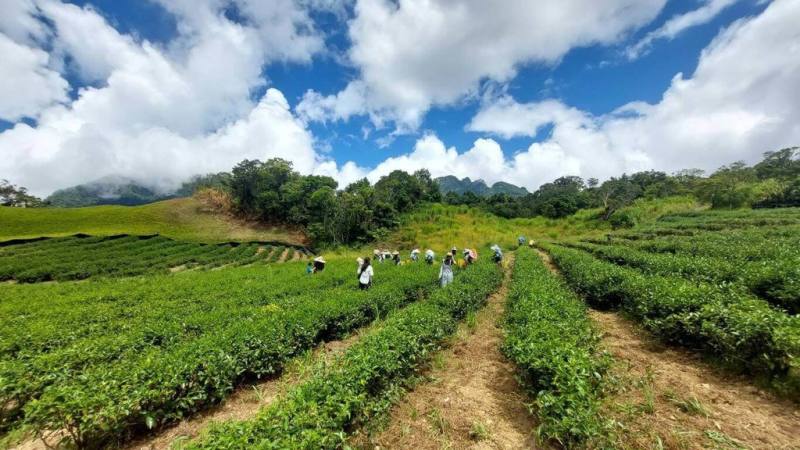 花蓮富里六十石山茶農林俊傑用心栽茶、製茶獲獎無數，連2年拿下英國Great Taste Awards最高榮譽三星獎，還獲英國業者相中，製作成紅茶氣泡飲。圖為茶園採茶情形。（林俊傑提供）