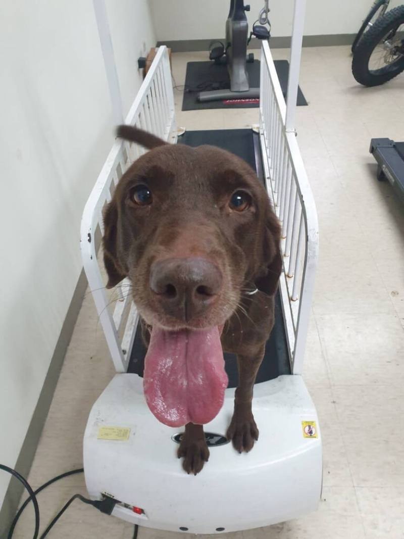 台北市消防局表示，8歲搜救犬、咖啡色母拉布拉多犬Uny因服役期限已到，開放愛犬家庭申請寄養，期限至8月31日。（台北市消防局提供）