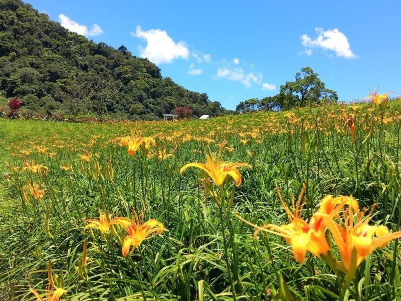 花蓮玉里鎮赤科山、富里鄉六十石山是全國重要金針花產區，每年花季吸引遊客上山賞花，近年受到地震、颱風等天災影響，旅遊人數銳減，今年花季將於10日開跑，兩地推出限定遊程、裝置藝術及優惠活動，盼重振花季觀光。（玉里鎮公所提供）