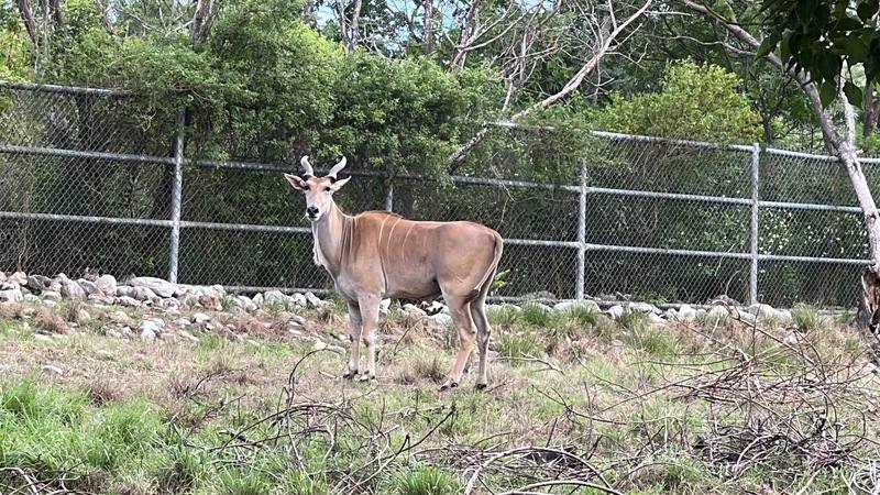 羽球男雙「麟洋配」巴黎奧運奪金，台北市立動物園推與羚羊合照換禮；台糖池上牧野渡假村也跟進送禮。圖為牧場內的伊蘭羚羊。