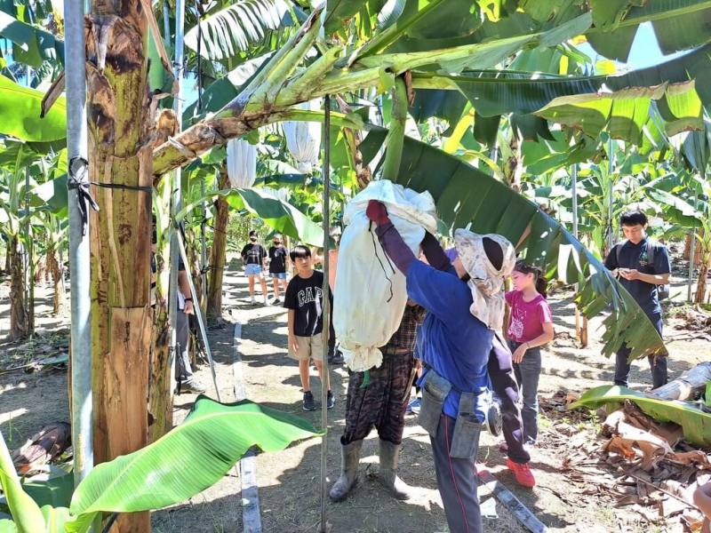 高雄市農業局與小港醫院合作，創六都之先推出「農民職業災害健檢」，首次在旗山區試辦，盼藉此提升健康意識、預防職業傷害。圖為農民巡視香蕉田。（高雄市農業局提供）