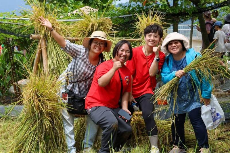 新北市金山區金美國小附幼10日舉辦親師生「豐收走讀家鄉」課程，親師生一起歡喜收割稻穗，實踐從土地到餐桌的惜食教育。（金美附幼提供）