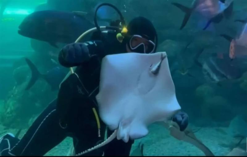 澎湖水族館最近誕生2隻可愛的「豹紋土魟」寶寶，已可在池中與各類魚群一起游泳，14日首度對外亮相。（澎湖水族館提供）