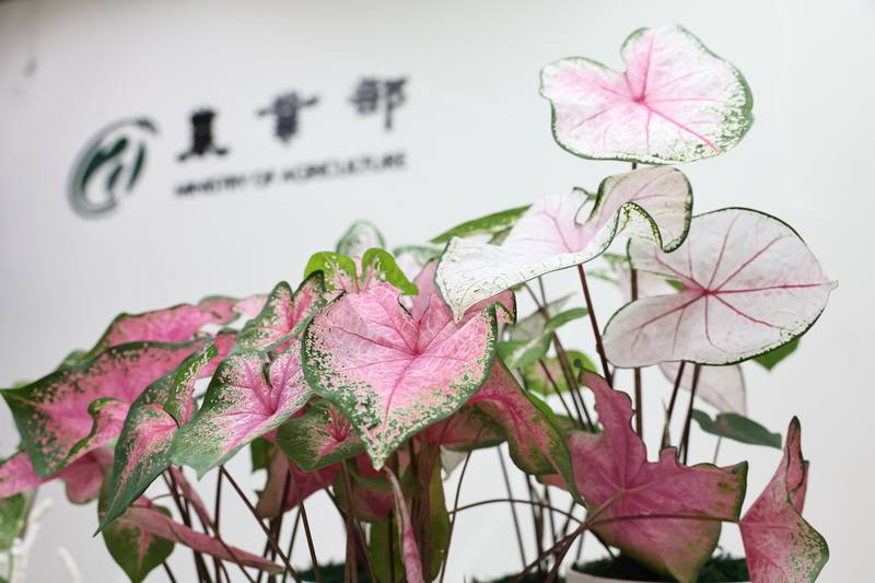 農業部種苗改良繁殖場13日下午在農業部舉辦彩葉芋新品種發布記者會，「種苗3號-璀璨紅晶」（左）、「種苗4號-櫻之雪」（右）具有葉色輕透薄亮的特點，隨營養狀況及環境變化，葉色呈現也會不同。
