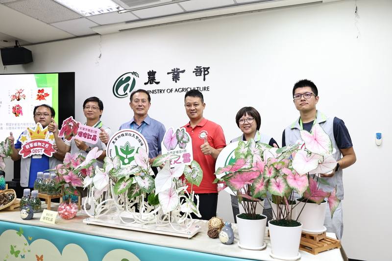 農業部種苗改良繁殖場13日下午在農業部舉辦彩葉芋新品種發布記者會，種苗改良繁殖場場長張定霖（左3）、助理研究員劉名旂（左2）等人一同拿手舉牌合影留念