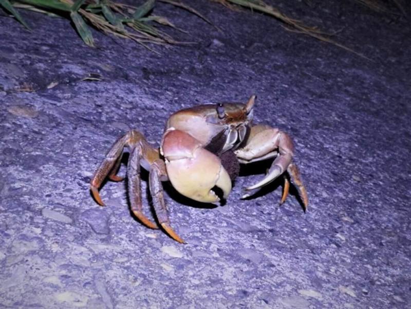 高雄市援中港濕地迎來陸蟹繁殖季，市府工務局呼籲市民配合巡守及交管，讓陸蟹安全遷徙繁殖。（高雄市工務局提供）