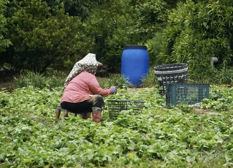 農業部修正發布農民職業災害保險職業傷病審查辦法第9條，增列「紫外線暴露引發之皮膚癌」為職業病項目。圖為菜農在菜園工作情形。(圖：中央社)