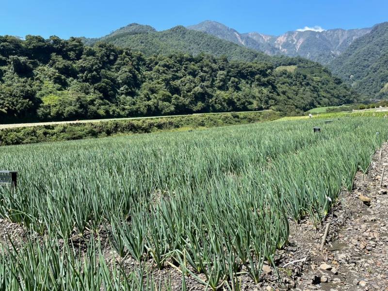 四南地區三星蔥保種圃生長健康、病蟲害防治情形良好