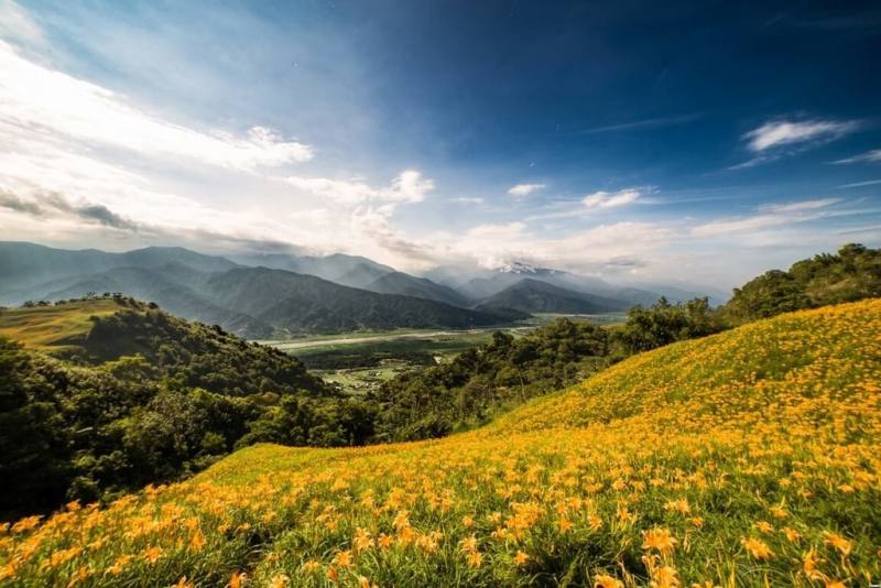 中華航空支持花東觀光振興，30日宣布贈送每名晶鑽會員2張華信航空花東航線來回機票，而華信航空也推出華信假期挺花東專案。圖為花蓮金針花海。（花蓮縣政府提供）