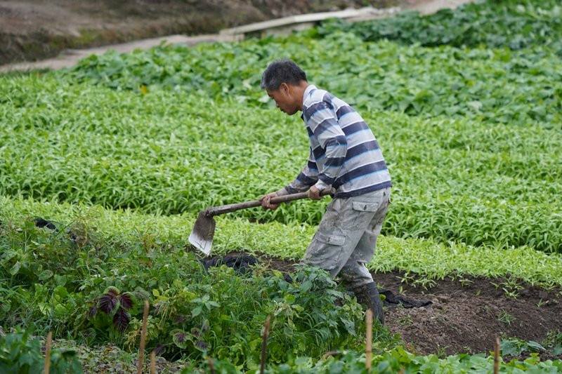 農民職災保險傷病給付提高 估逾34萬人受惠