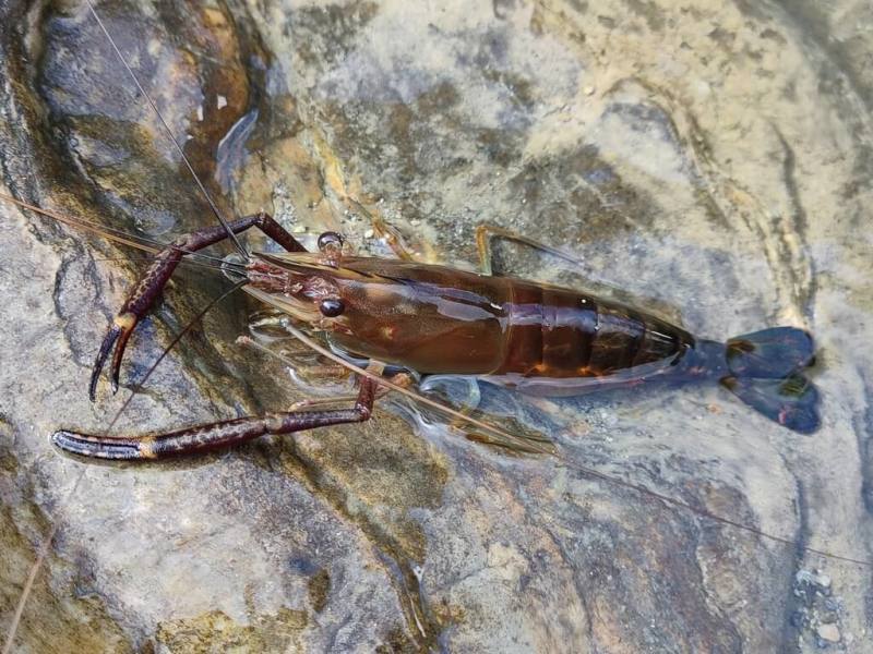 花蓮0403強震重創太魯閣國家公園，震後經生態巡守員持續監測觀察，砂卡礑溪流生態並未出現明顯衰退，充分展現大自然的自癒能力。圖為砂卡礑溪常見的貪食沼蝦。（太魯閣國家公園管理處提供）
