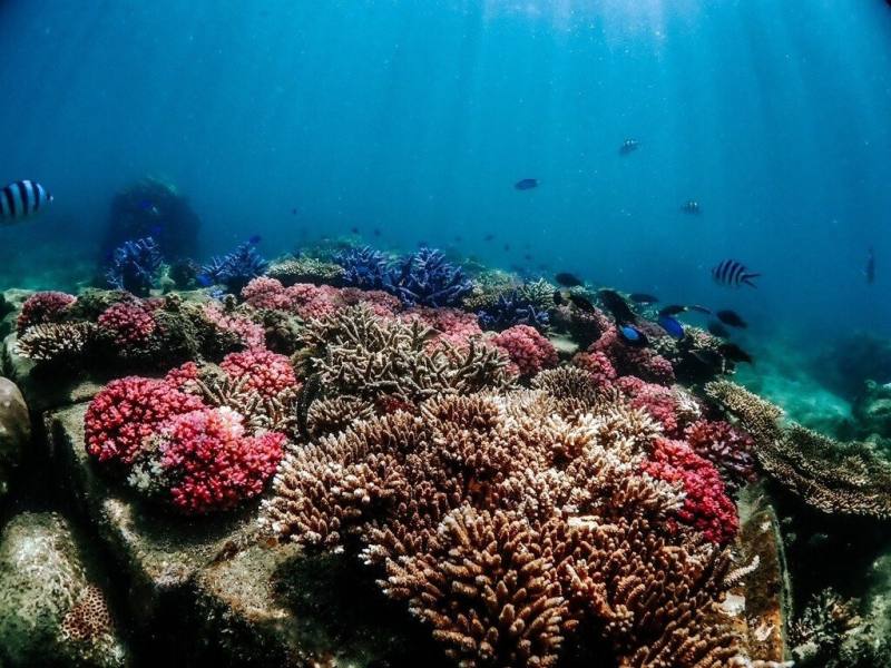 「海有珊瑚－珊瑚復育暨藝術聯展」3日在澎湖縣水產種苗繁殖場登場，縣府農漁局表示，20年來進行澎湖珊瑚礁棲地復育與海洋保育推廣，迄今已有相當於6座籃球場面積，提供海洋生物棲息場所，也創造出生態旅遊效益，讓海洋生態永續。（澎湖縣水產種苗繁殖場提供）