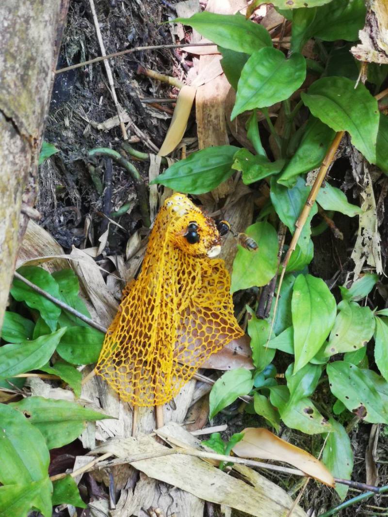 被竹蓀氣味吸引而至的白領帶木蜂紹德亞種(黃秀雯攝)