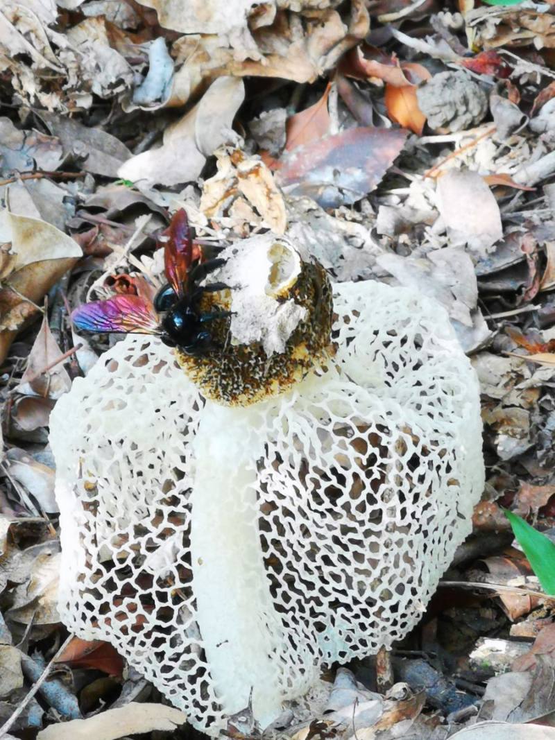 銅翼眥木蜂與竹蓀(黃秀雯攝)