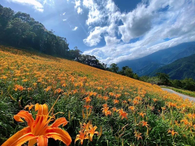 台東縣太麻里鄉金針花季登場，鄉公所今年與業者合作推出賞花專車人氣高，開辦2星期已湧現數百筆訂單，盼花期結束前能一覽滿山盛開的金色花海。（奧丁丁體驗提供）