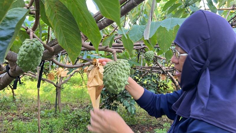 颱風康芮可能直撲花東，目前已結果無法採收的鳳梨釋迦，釋迦農趕在颱風來前套袋，希望降低風害、減少損失