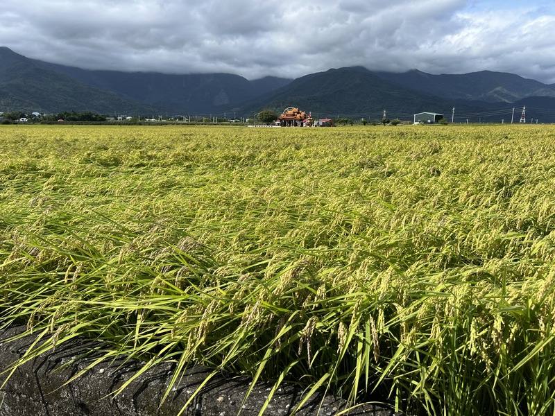 颱風康芮可能直撲花東，台東水稻目前尚有8成未達收割期，稻農表示，種稻將近30年，2期水稻很少在收割前（11月）遇到颱風，只能盼老天爺垂憐