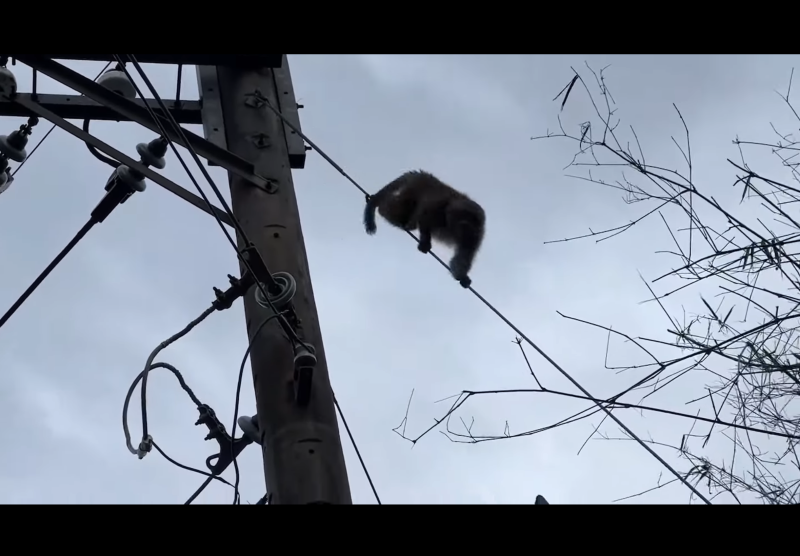 颱風樹倒猢猻散 猴群退回山區台東農民盼別再來