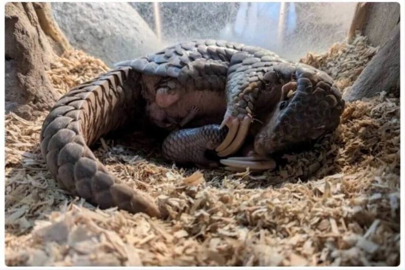 中華航空首次與台北市立動物園合作認養穿山甲，並參加剛出生的穿山甲命名評選，將穿山甲寶寶取名「梅寶」，盼能像梅花般堅韌。（華航提供）