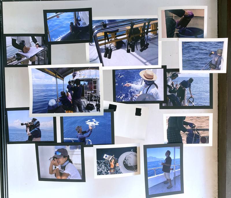 黑潮海洋文教基金會長期監測海洋生態，也關注台灣鯨豚生態，30日起至12月15日在台北剝皮寮歷史街區推出主題展覽「尋找．海洋綠洲」，透過聲音旅程、互動裝置、攝影作品等方式，展現鯨豚在海洋中的故事。