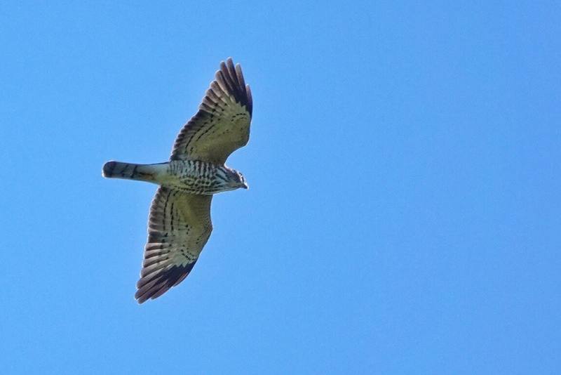 桃園市野鳥學會9月在虎頭山觀測到5487隻赤腹鷹，學會表示，赤腹鷹8月底起從中國華中、華北及日韓一帶往南遷徙，9月東北季風還沒開始，由韓國南下的赤腹鷹有不少是走硫球列島路線，較有機會過境北台灣，是桃園地區觀察猛禽過境的最佳時期。（桃園市野鳥學會陳信維提供）