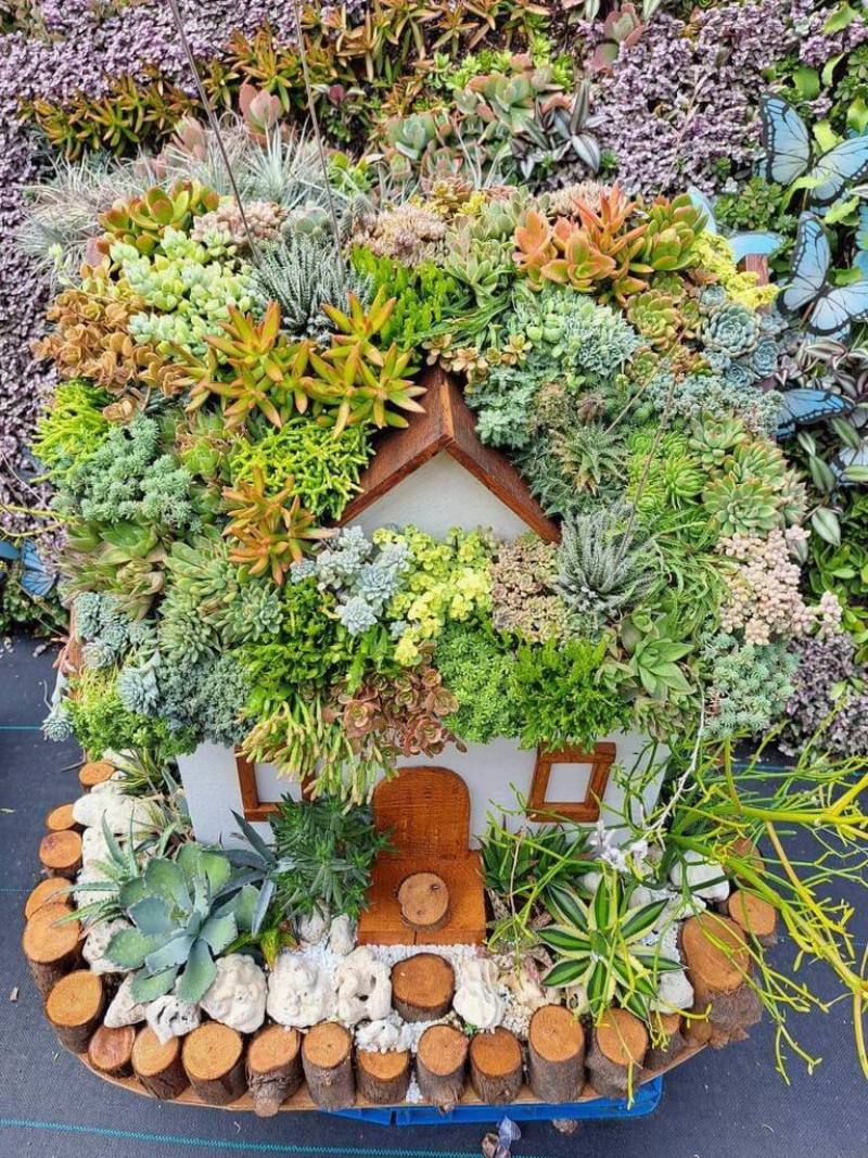 農業部種苗改良繁殖場表示，多肉植物平價且繽紛多樣，購買3、4種多肉植物組盆僅新台幣數十元，深受許多民眾喜愛。（種苗改良繁殖場提供）